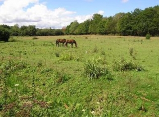  大自然中的马匹 